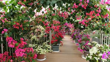 ブーゲンハウス嬉野 / 3