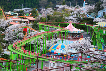 Cherry blossoms in full bloom at leisure facility Beppu Rakutenchi