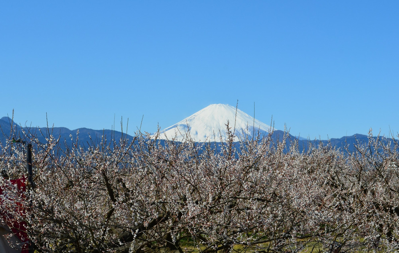 白梅と富士山