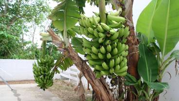 施設の敷地 / 16