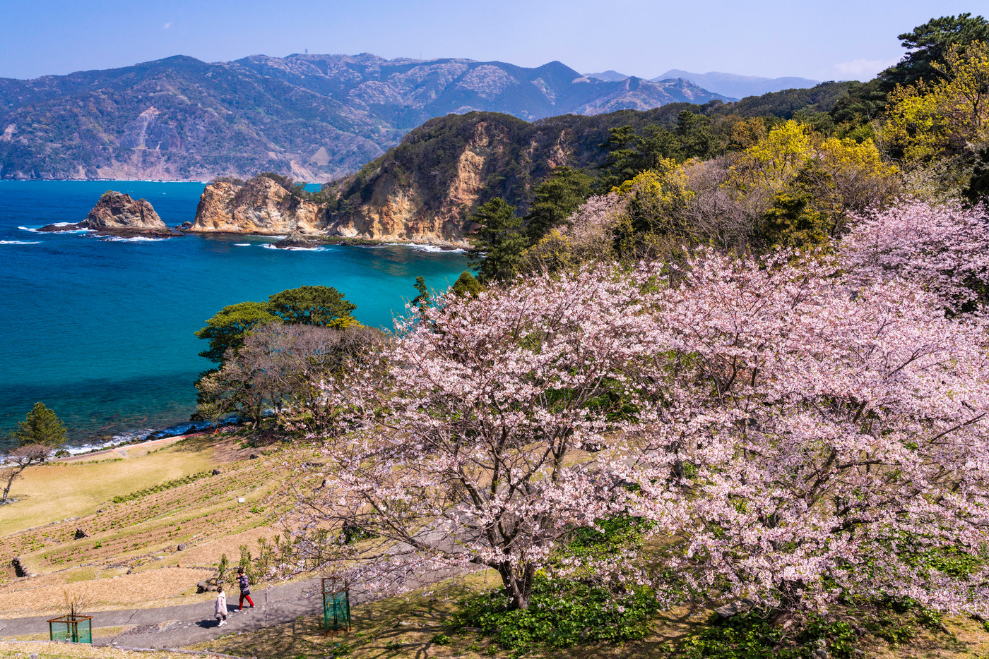 （静岡県）桜咲く、西伊豆・黄金崎公園