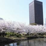添乗員がこっそり教えます。東京の穴場の花見スポット7選