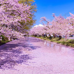【弘前市周辺】心はなやぐ春の青森へ♪女子旅におすすめの観光スポット＆カフェ7選