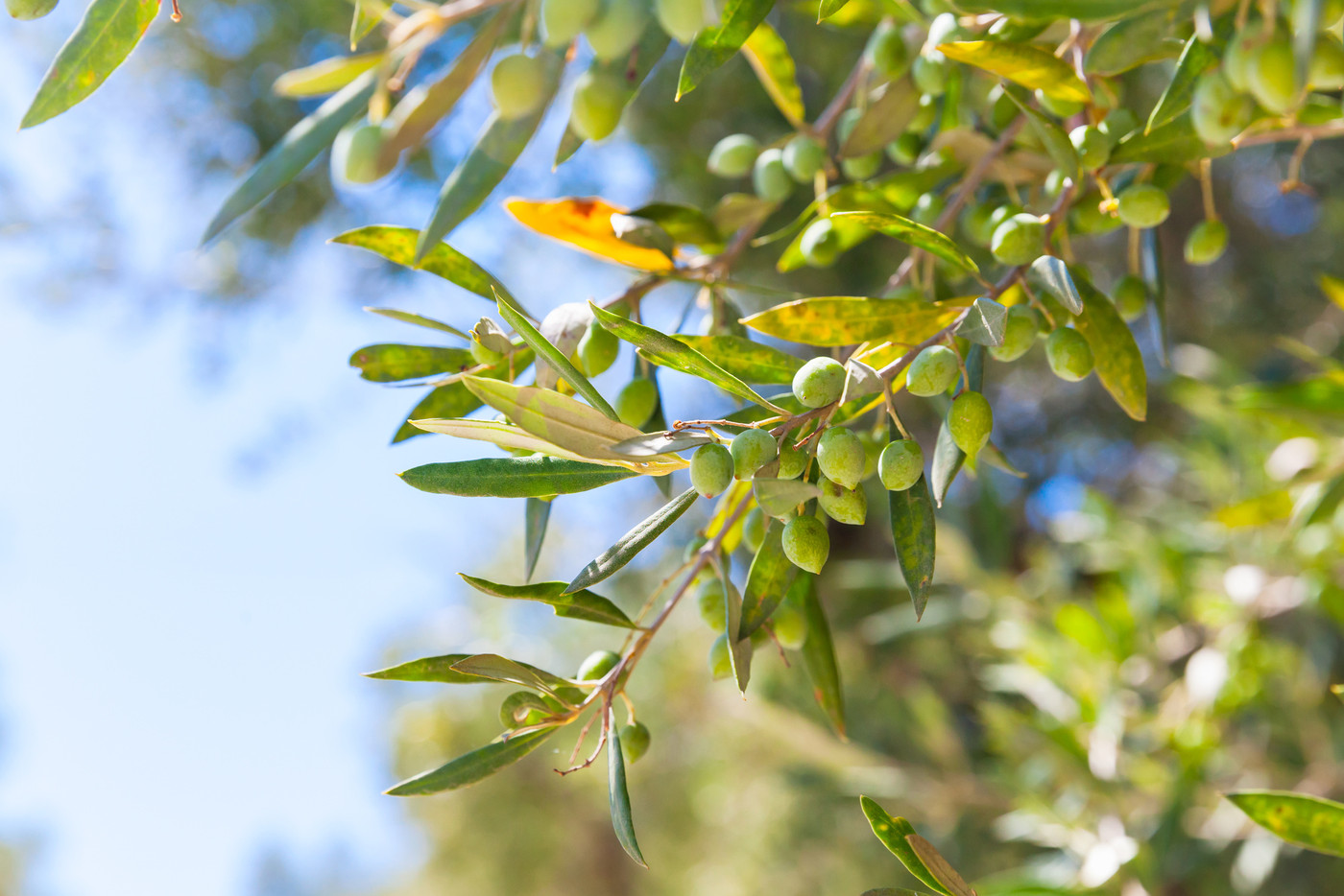 Olive tree branches with green fruits in sunlight