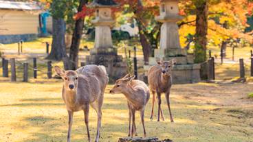 奈良公園 / 3