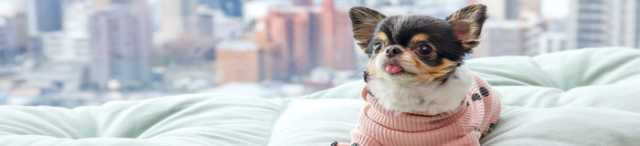 名古屋でペットと泊まれるおすすめホテル7選♪愛犬と楽しい旅を