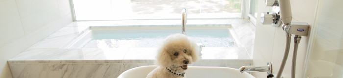 愛犬と箱根旅行♪ペットと泊まれるおすすめ温泉旅館・ホテル9選