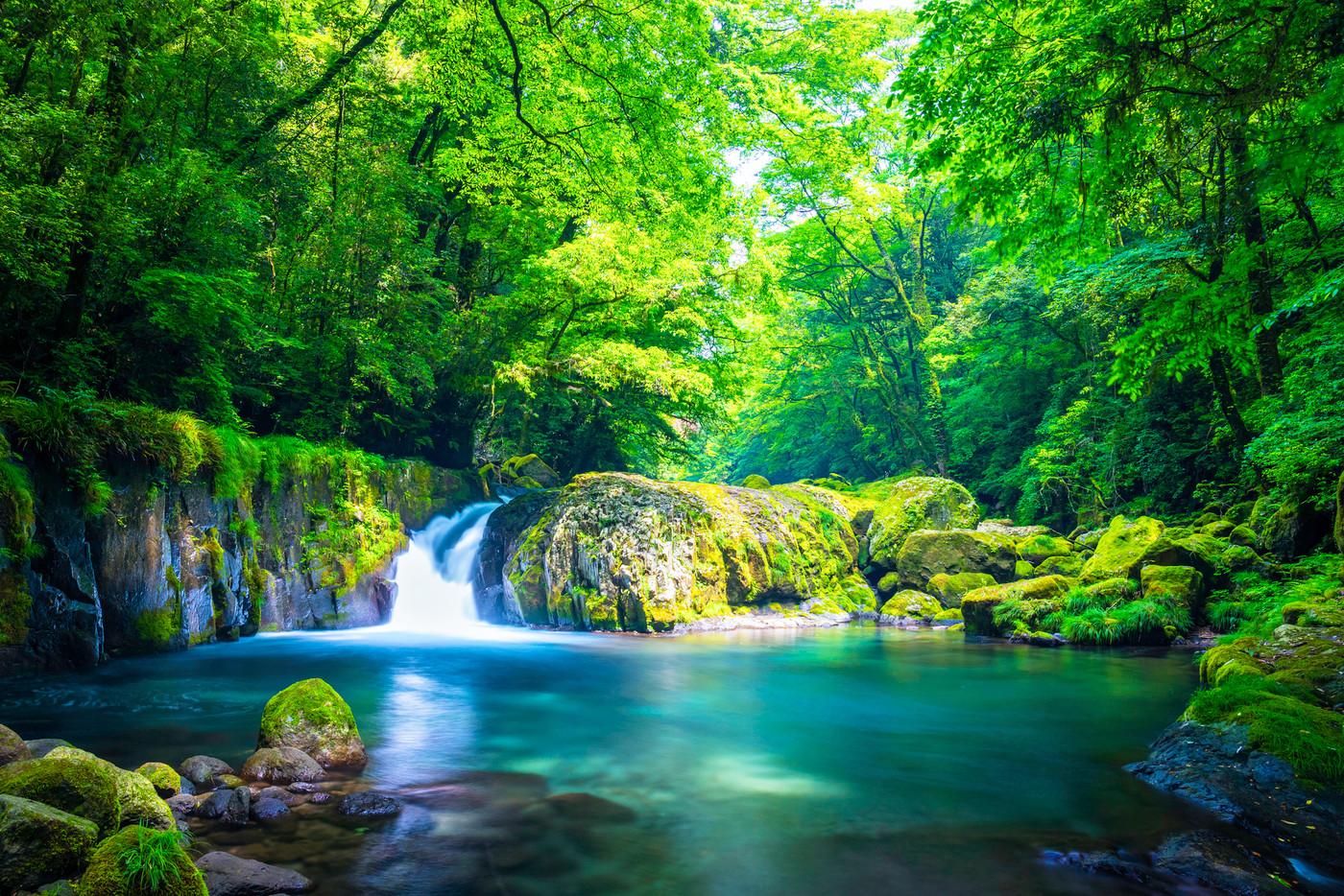 新緑の美しい菊池渓谷