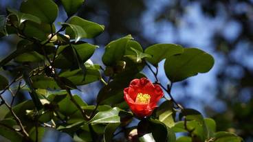 観光スポット / 39