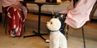 京都を愛犬と旅しよう♪ペットと泊まれるドッグフレンドリーなホテル6選