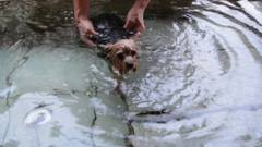 いつも一緒 ペットと泊まれる宿 だいこく館