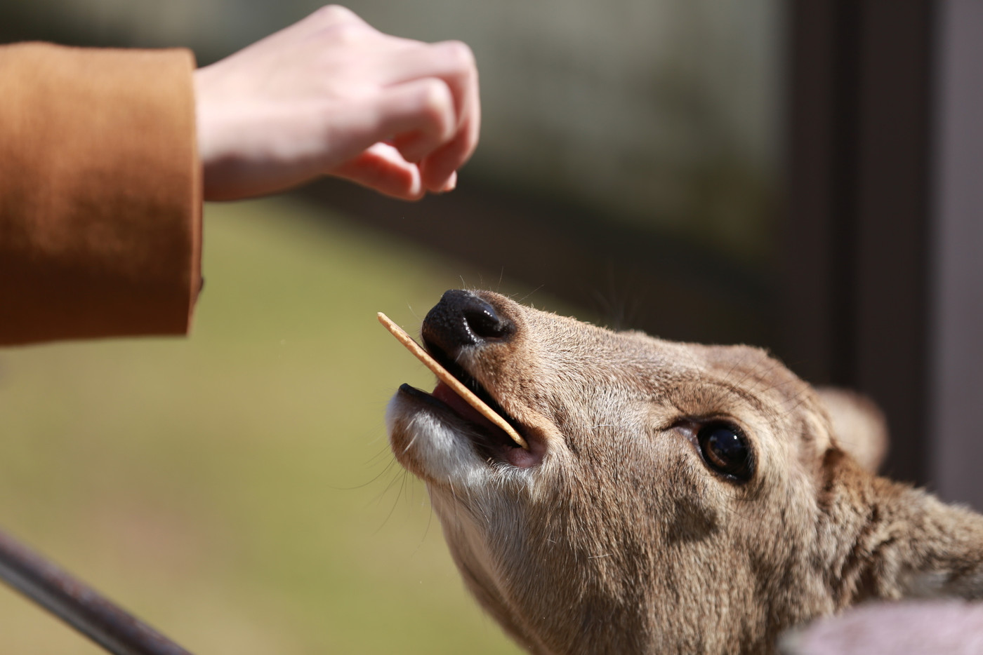 奈良公園の鹿
