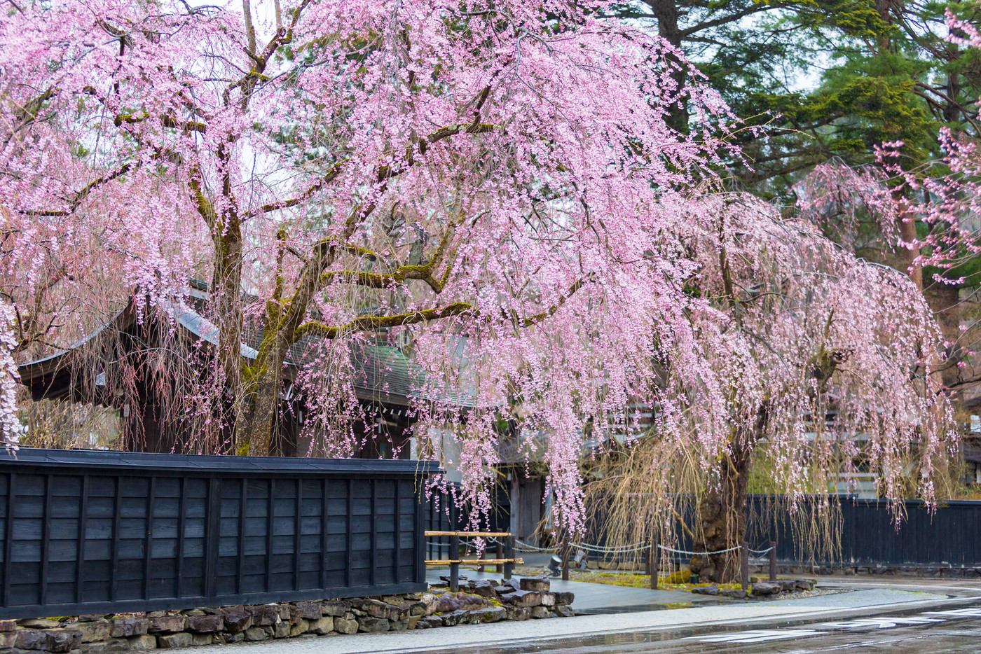 角館の桜　武家屋敷通り　桜のトンネル