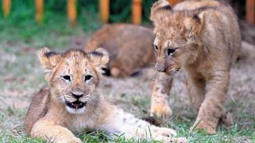 ランド ビュー / 39