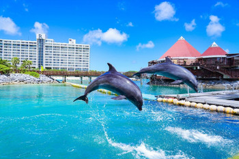 Full of exciting experiences including pools and pirate ships! A hotel where you can even meet dolphins♪3912940