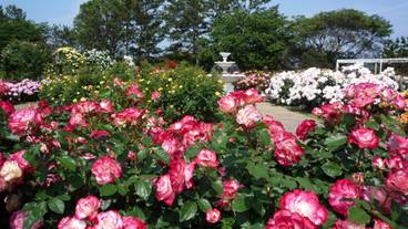 ● Hamamatsu Flower Park / 22