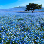 茨城「ひたち海浜公園」神秘のブルー「ネモフィラ」の見頃は4月下旬～5月中旬