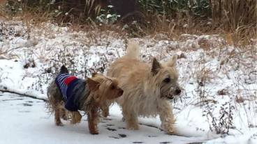 ペット同伴可 / 10