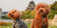 【広島】愛犬やペットと一緒に楽しい旅を♡おすすめホテル5選