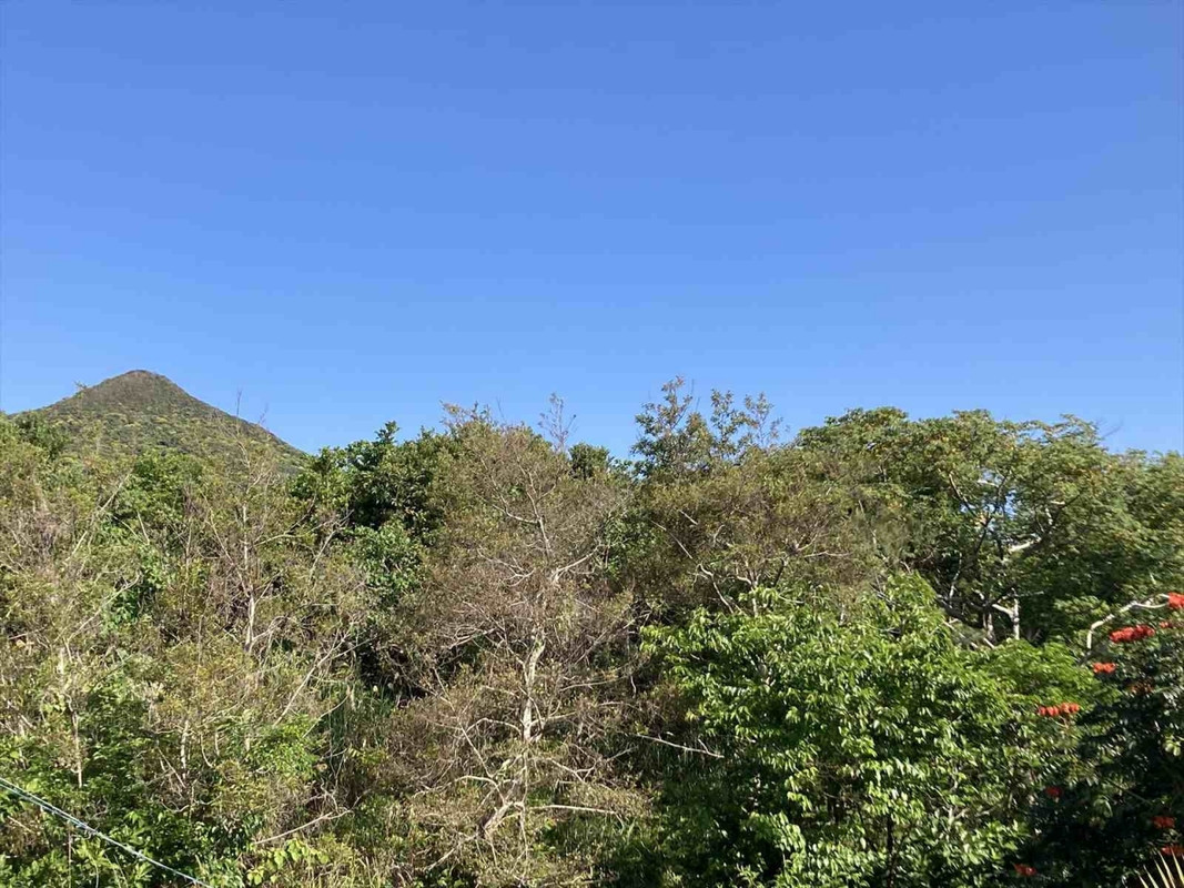 裏山。ヤンバルクイナなど野鳥観察が出来るそうです。