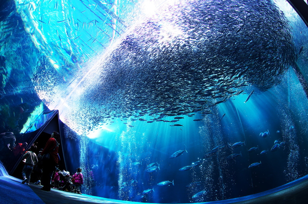 水族館やフラダンス、海グルメが楽しめる「浜通りエリア」4007847