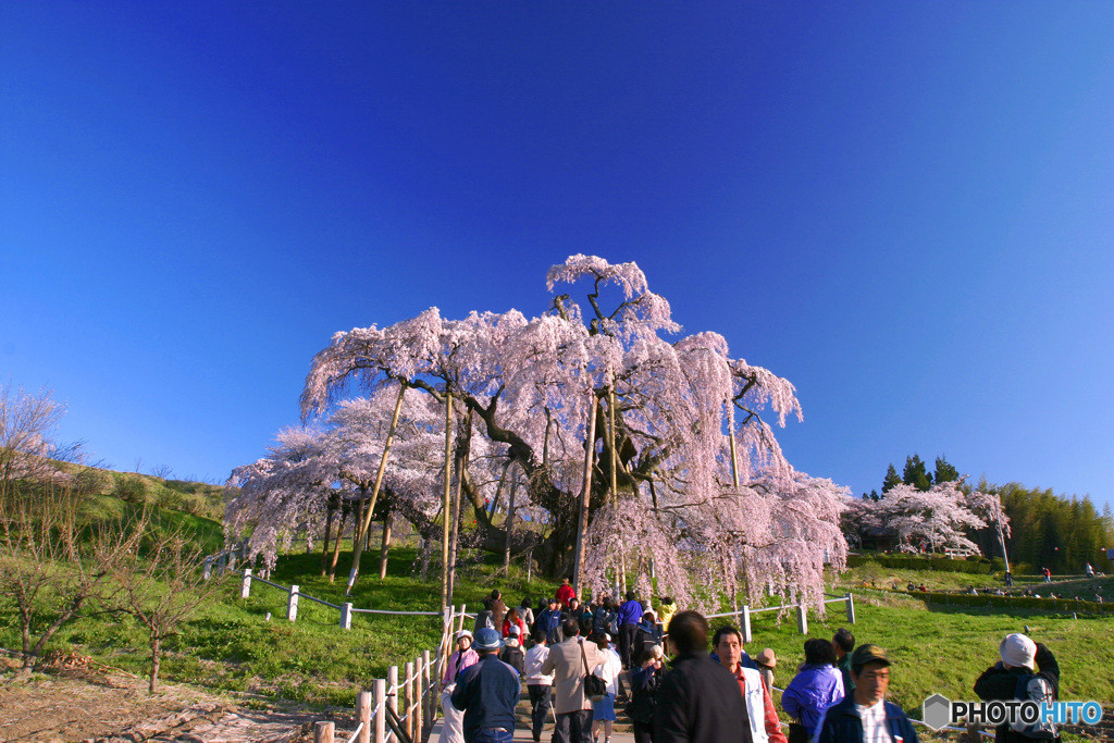 三春滝桜(三春町)1050979