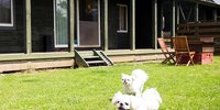 【福島】ペットと一緒にお泊り旅♪愛犬家におすすめの旅館＆ホテル7選