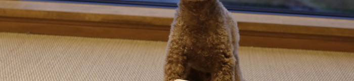 ペットと一緒に思い出づくり♪琵琶湖でおすすめホテル&コテージ6選