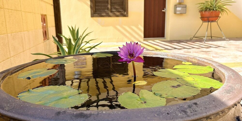 テラス / パティオ