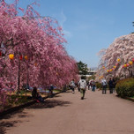 仙台でお花見しましょ♪行っておきたい桜の名所4選