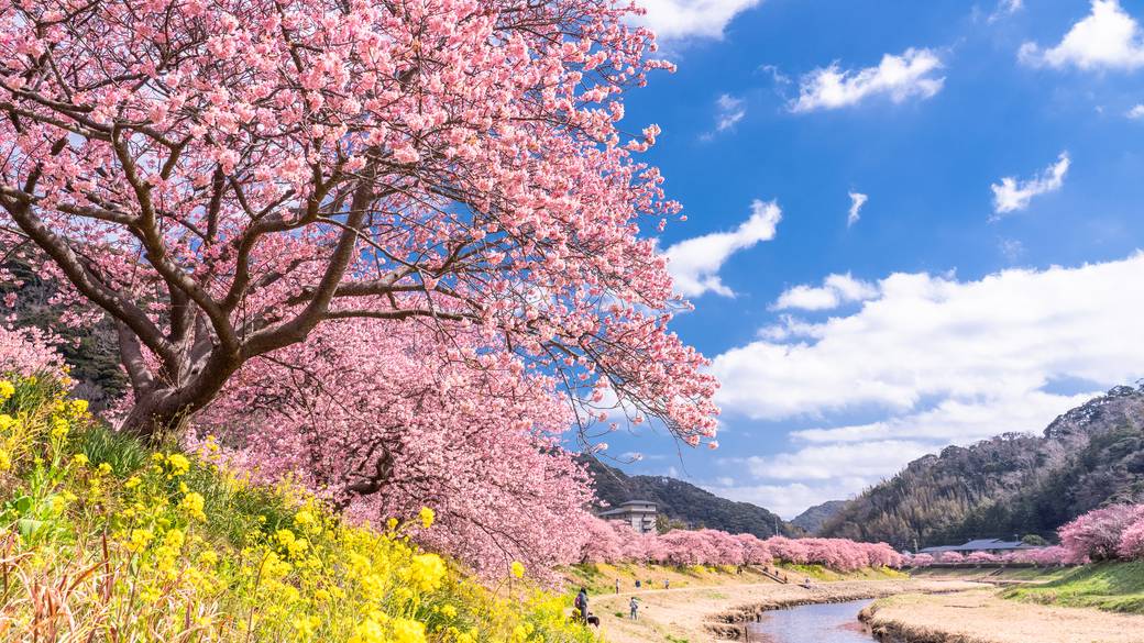 河津桜イメージ / 3