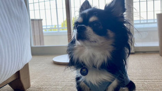 ベーシック ダブルルーム (2F)ペット同泊可