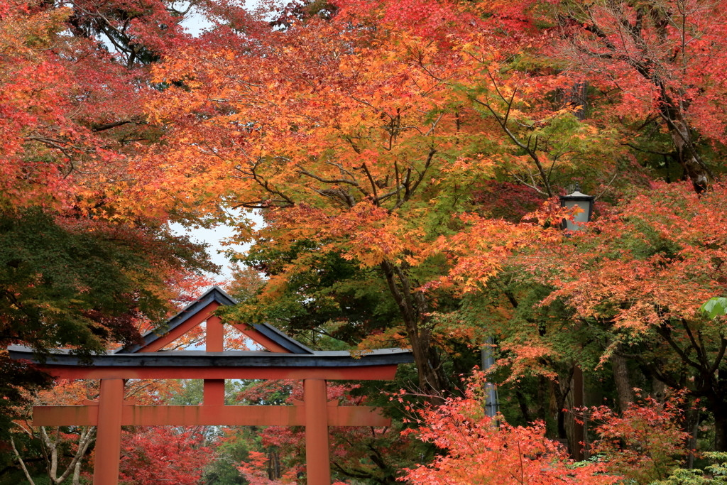 琵琶湖の目の前、季節の食事がおいしい旅館3396654