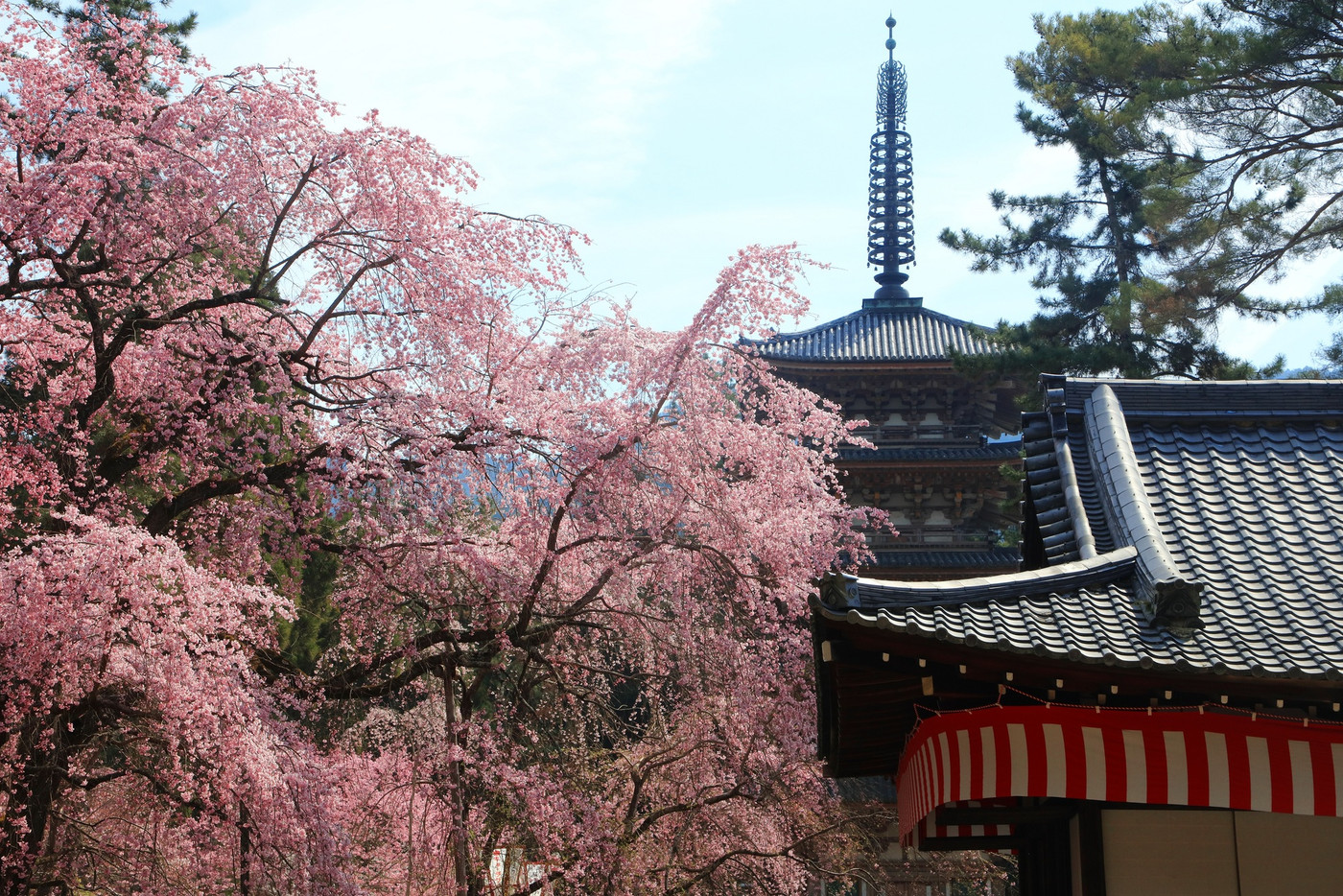 約1000本の多彩な桜に心洗われる、世界遺産の絶景2034449