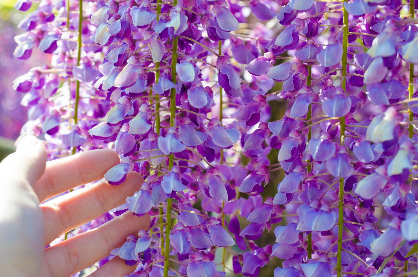 フジの花