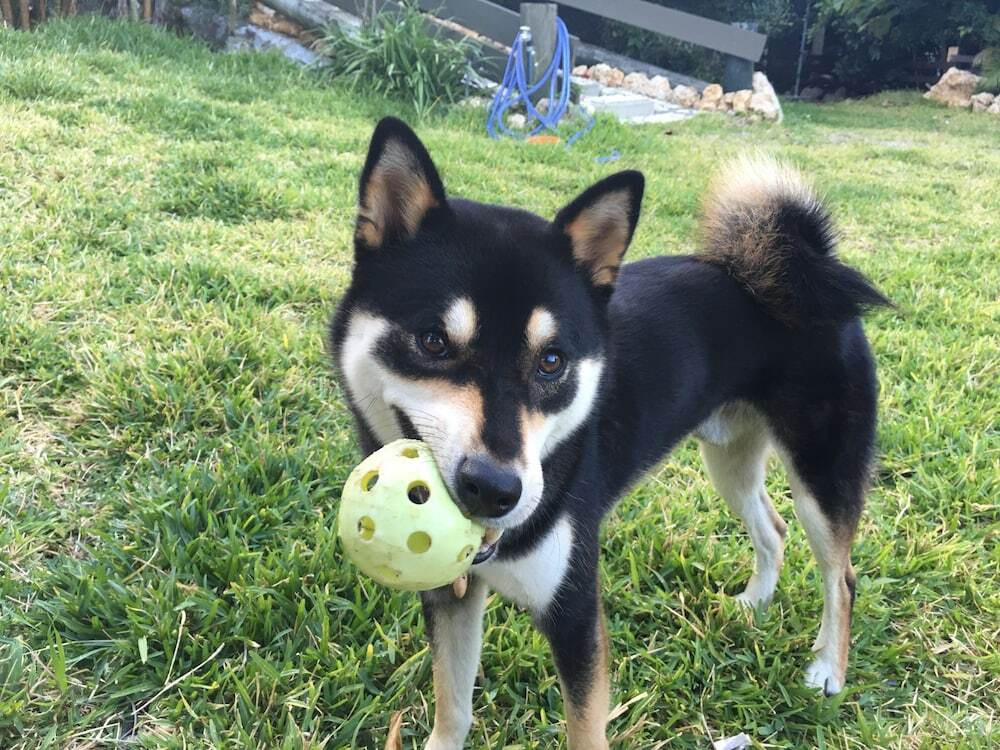 子供用の遊び場 - 屋内