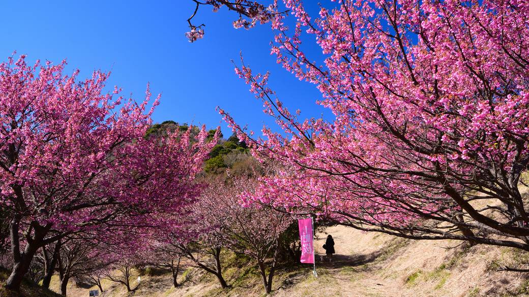 松原公園の「土肥桜」 / 3