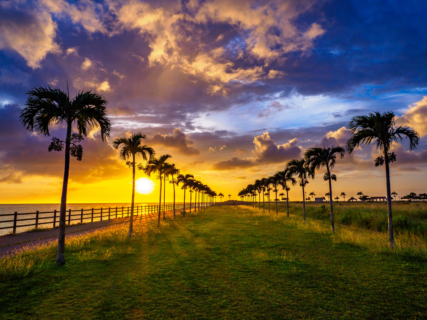 ヤシの木ロード