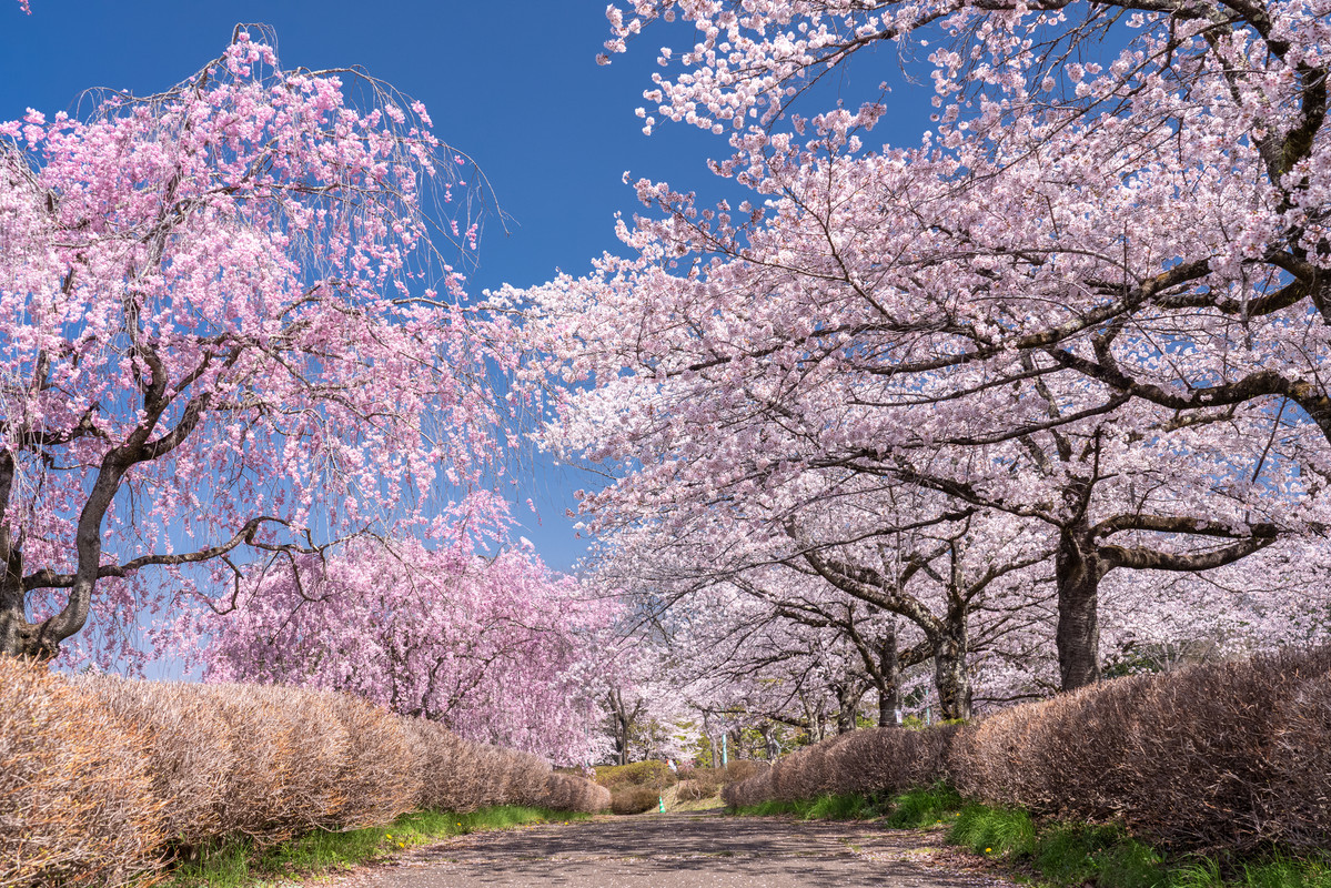 羊山公園 桜