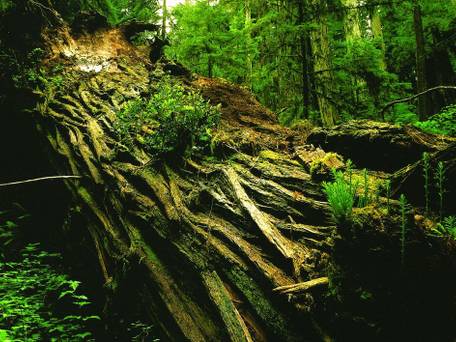 Spa Lodge Redwood Inn（レッドウッドイン） / 3