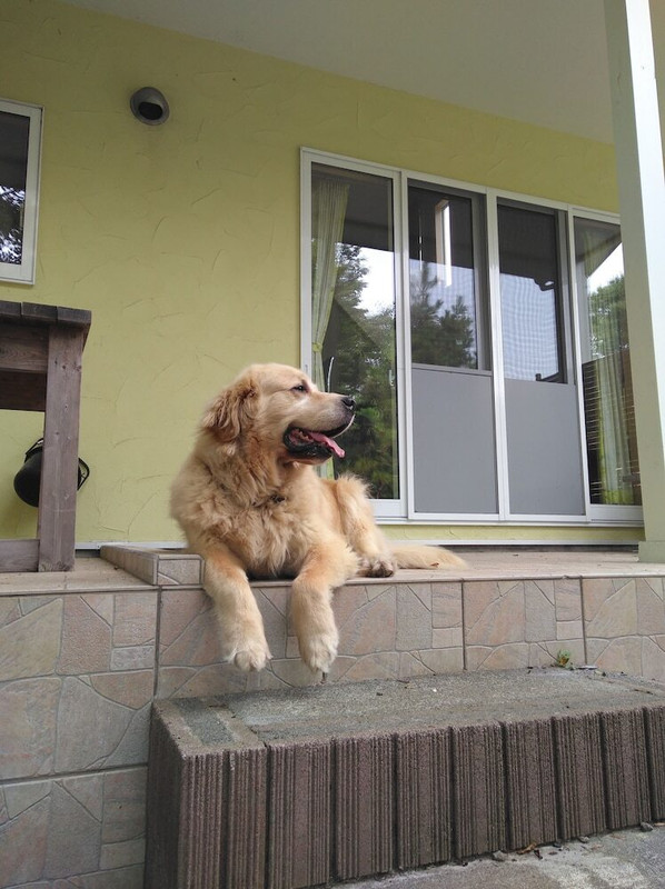 テラス / パティオ