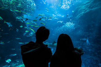 新江ノ島水族館19646