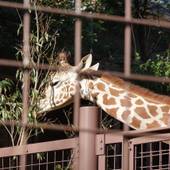 センチュリオンレディースホステル上野公園（東京都 スタンダードホテル） / 3