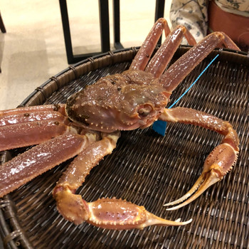 「金沢湯涌温泉 古香里庵」 料理 101356443 輪島港で水揚げされた蟹