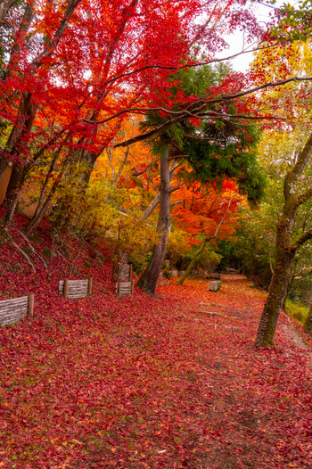 京都　哲学の道の紅葉