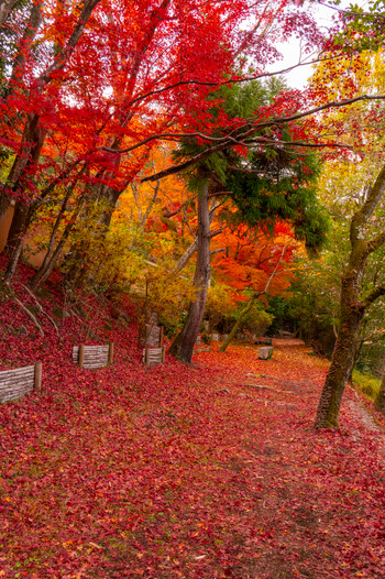 Autumn leaves on the Philosopher's Path in Kyoto