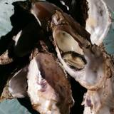 中山牡蠣養殖所（ナカヤマカキヨウショクジョ）