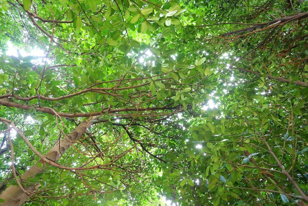 バルコニーからの眺望