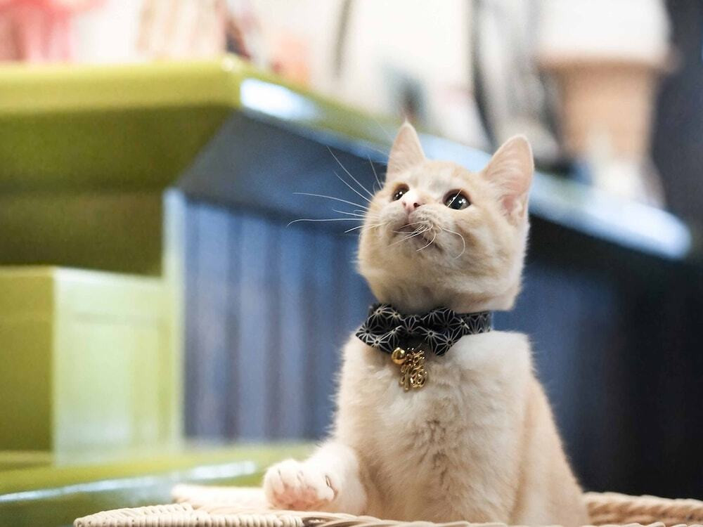 ねこちゃんの日常風景（すっかり大きくなりました）