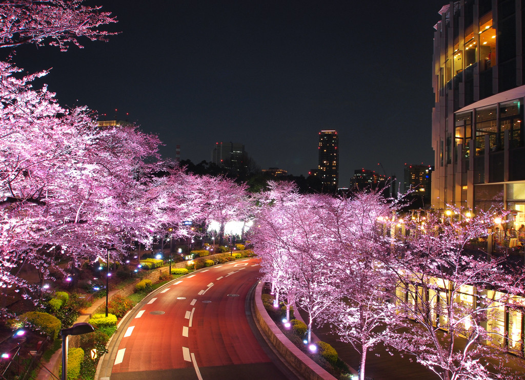 東京にある幻想的な夜桜を楽しめるスポット！1040674